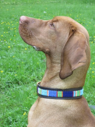 Vizsla mit Halsband in Blau-Grün