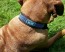 Rhodesian Ridgeback mit afrikanischem Lederhalsband