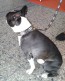 Boston-Terrier mit SHALIMA-Halsband aus Afrika