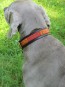 Weimeraner mit Halsband in Rot-Orange