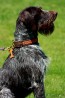 Jagdhund mit afrikanischem Halsband in Rot-Orange